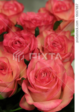 玫瑰“梅格公主” 玫瑰“梅格公主” 6687887