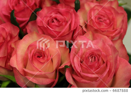 玫瑰“梅格公主” 6687888