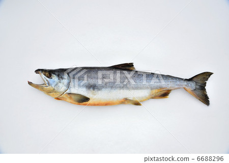 秋天三文魚 6688296