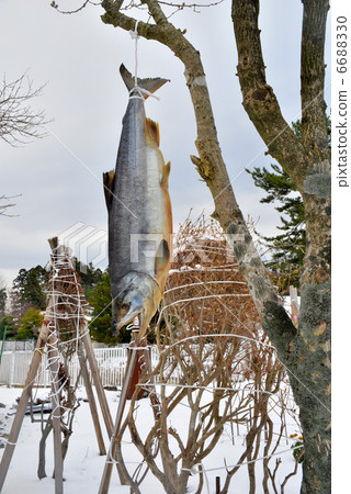 Autumn salmon 6688330