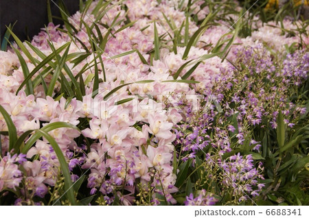 Cymbidium in full bloom (pale pink): World Lan Exhibition 6688341