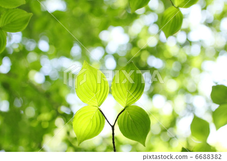 Ayaba of Yamabote 6688382