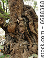 小宮神社Osuni 6688388