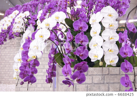 Two-color butterfly orchid (purple & white) display: World Ran exhibition 6688425