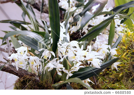 Serologine（白色）：牧場蘭花 6688580