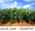 Sugar Cane field 6688595