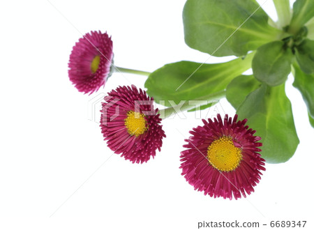 Scarlet daisy 6689347