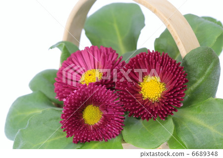 Red flower bamboo flower basket 6689348