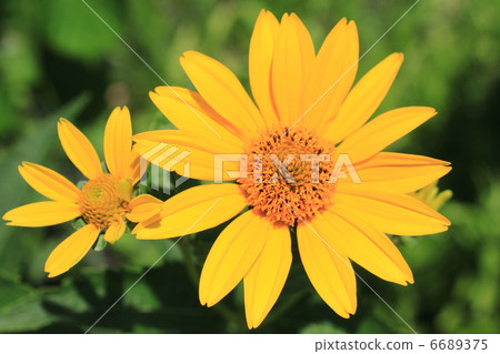 Flower of Jerusalem artichoke Flower of Jerusalem artichoke 6689375