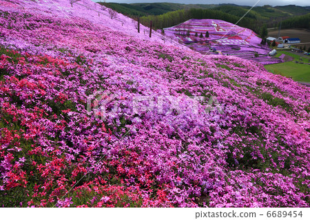 Miuri Town Mega-ku Shiba Sakura Park 6689454