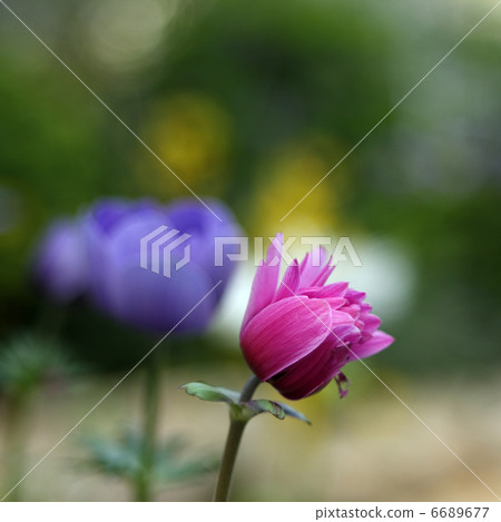 Anemones 6689677