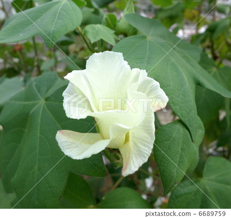 Cotton Flower 6689759