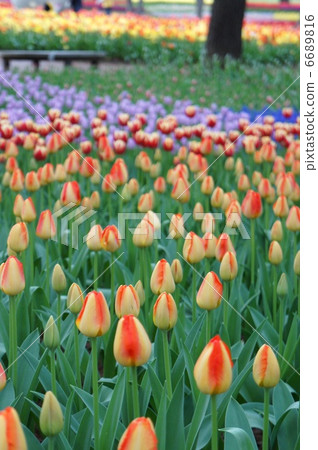 Tulip Prince Claus Tulip Prince Claus 6689816