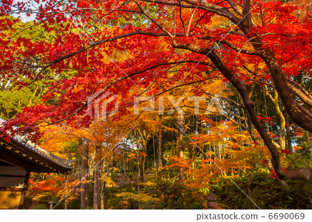 Kurodani Kimiki Kohmeraji Tower Head Epidermis 6690069