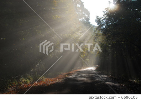 Forest road 6690105
