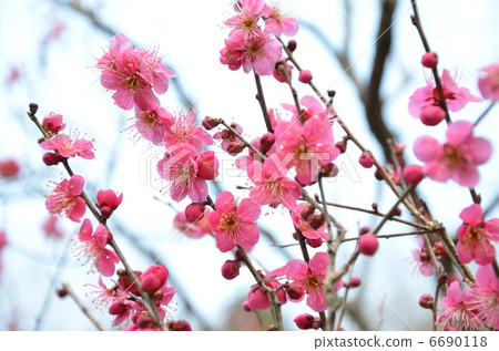 Plum blossom  6690118