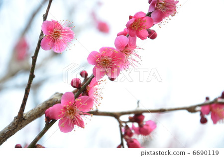 Plum blossom  6690119
