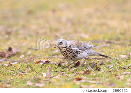 田鶇 田鶇 6690531