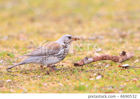 田鶇 田鶇 6690532