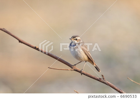 Ogawa spider 6690533