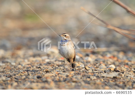 Ogawa spider 6690535