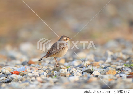 Ogawa spider 6690552