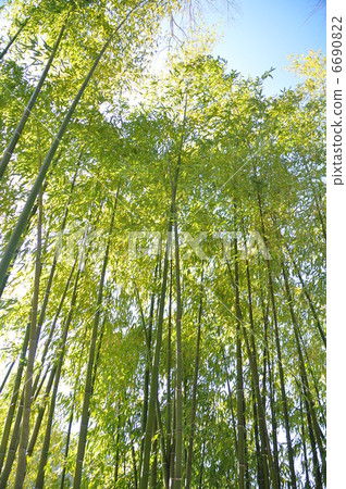 Bamboo grove in spring light Bamboo grove in spring light 6690822