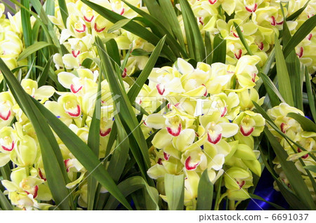 Cymbidium in full bloom (Yellow green): World Ran exhibition Cymbidium in full bloom (Yellow green): World Ran exhibition 6691037