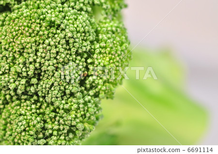 西蘭花 西蘭花 6691114