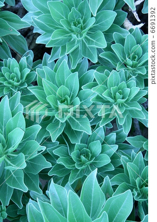 海灘植物 6691392