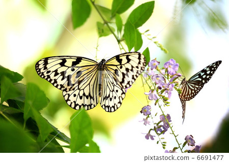 Honey breathing of Rhizoma and Ryukyu Asagi Madara 6691477