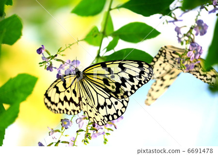 Two giant strawberries are eating with two heads 6691478