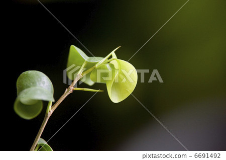Phyxus Benjaminina 6691492