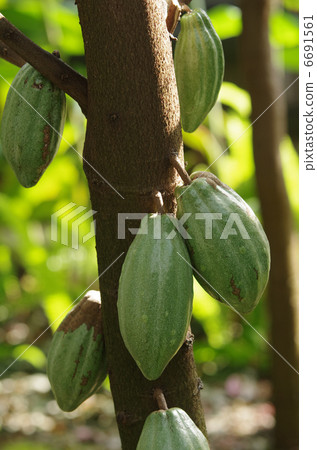 可可果 可可果 6691561