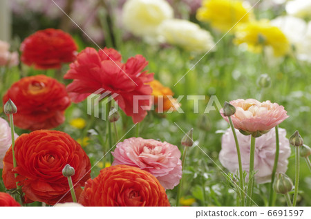Ranunculus Ranunculus 6691597