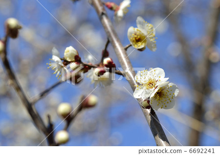 白梅 白梅 6692241
