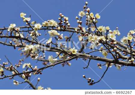 White plum White plum 6692267