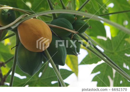 木瓜的果實 6692370