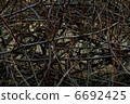 Tangled branches 6692425
