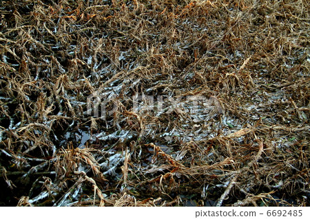 冬天死了 6692485