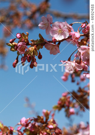 開花Kawazu櫻桃樹 開花Kawazu櫻桃樹 6692488