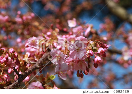 開花Kawazu櫻桃樹 6692489