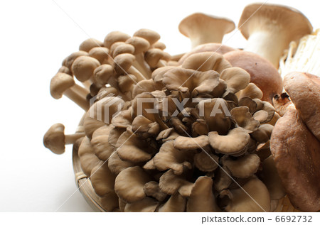 Various mushrooms Various mushrooms 6692732
