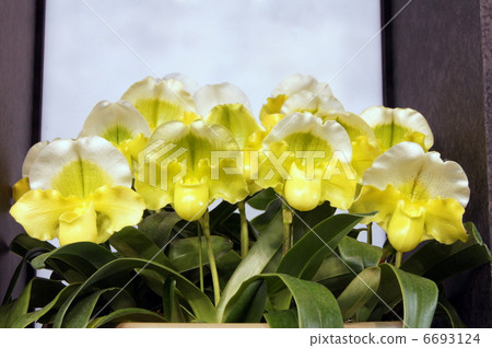 Paphiopedilum (World Lam Exhibition) 6693124