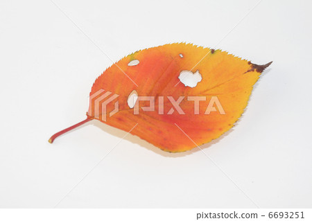 Leaves of autumn leaves cherry blossoms Leaves of autumn leaves cherry blossoms 6693251