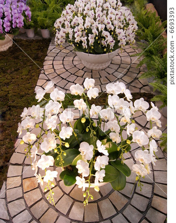 Light-up white butterfly orchid (potted plant) 6693393