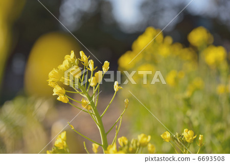 強姦開花 6693508