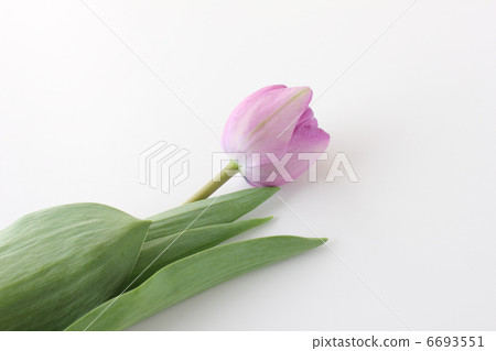 One tulip (rear left) 6693551