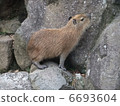 Capybara 6693604