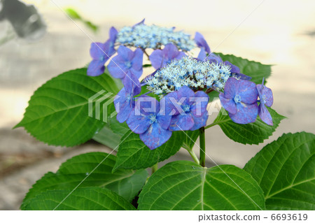 Hydrangea 6693619